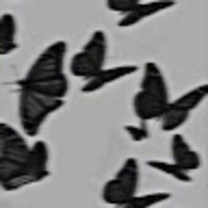 Meet your Posher, Viorel